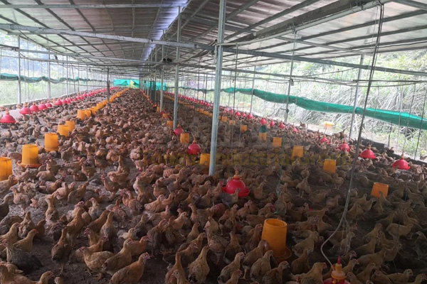 雞糞這樣做有機(jī)肥危害太大!70%人都用錯(cuò)方法!看看你做對(duì)了沒(méi)?