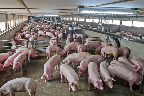  一條豬糞有機肥生產線，遍地豬屎臭變身有機肥