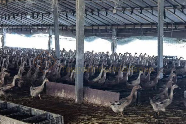 牛糞制作有機(jī)肥的過(guò)程，牛糞有機(jī)肥生產(chǎn)工藝流程