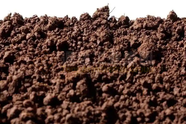 蚯蚓糞可以直接作為有機(jī)肥嗎?蚯蚓糞有機(jī)肥有前景嗎